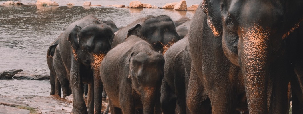 Elefanten vergessen nie ihre Passwörter, Menschen können sich auf Keeper Security verlassen